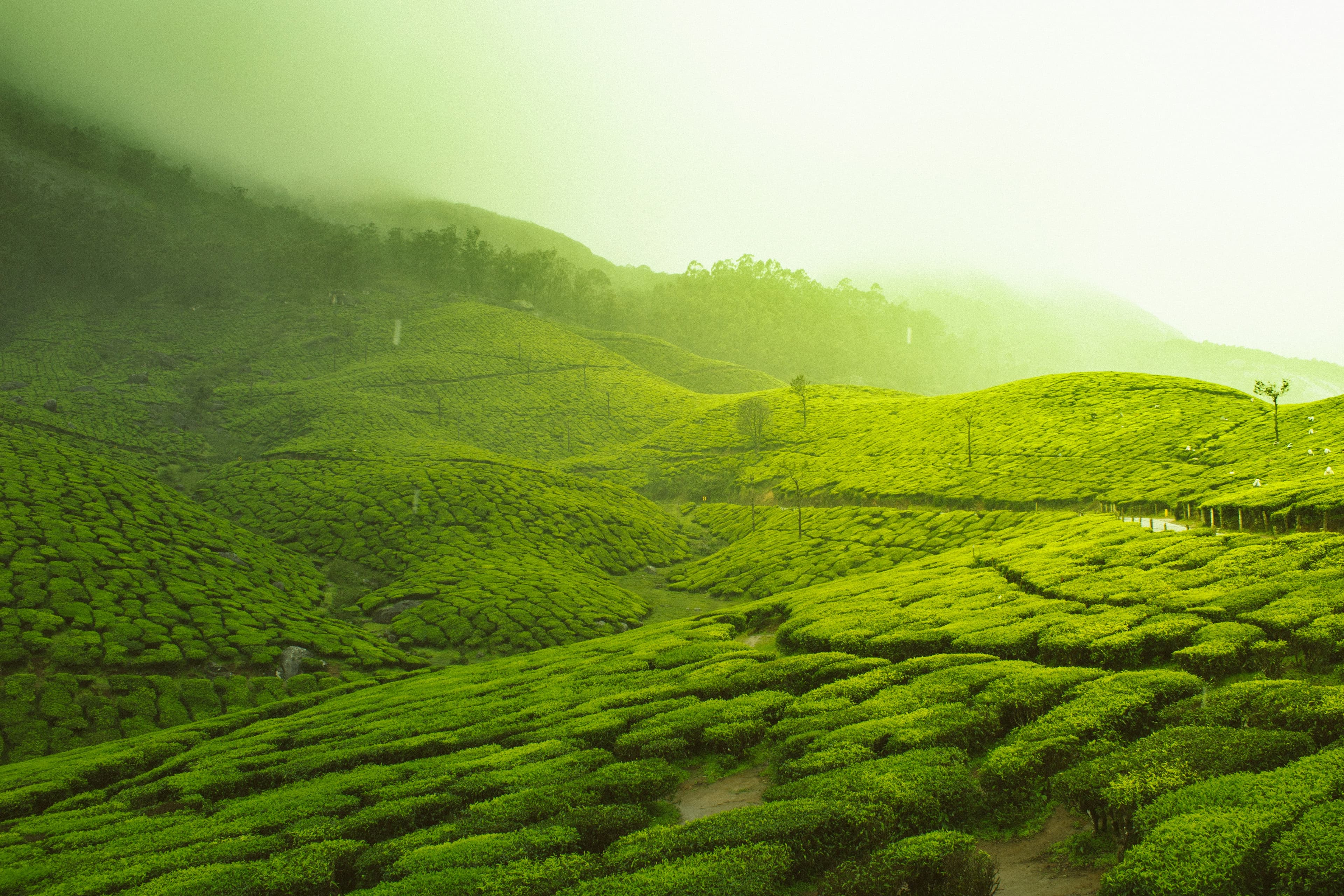 ORIGIN — Uji tea field, Kyoto